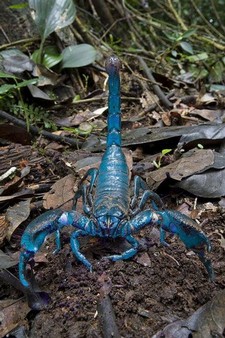 imperatorskij-skorpion.jpg