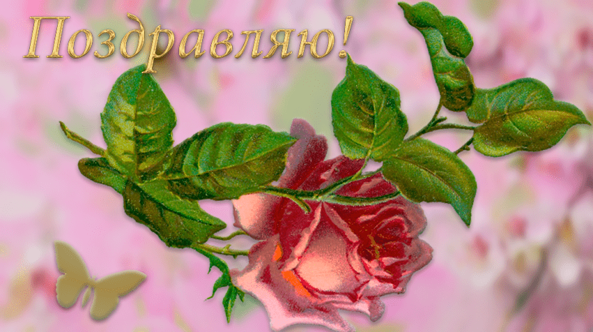 Открытка Шикарная роза открытки любимым