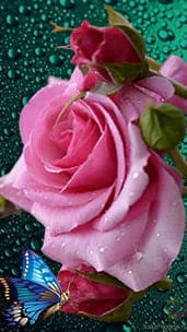 "Роза бабочка вода" открытка любимой