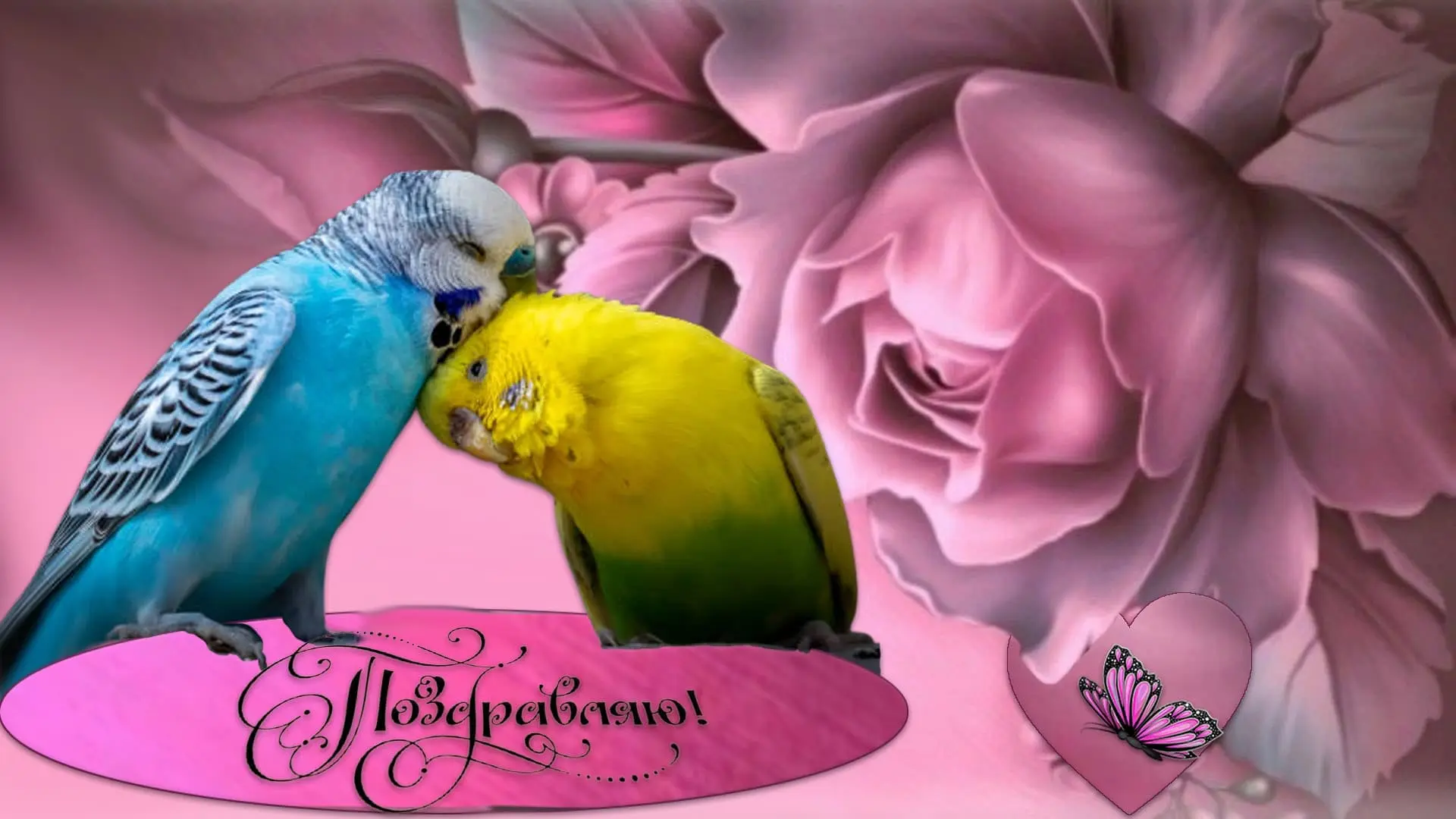Попугайчики и роза лучшая открытка поздравляю
						